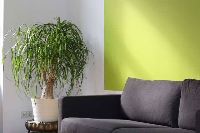 A fresh plant in living room - Aapka Painter Blogs